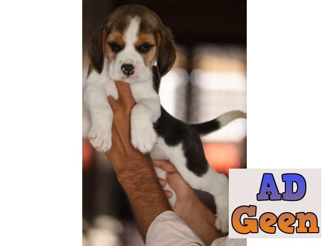 used Unbelievable Quality BEAGLE Dog Breed Puppy For sale for sale 